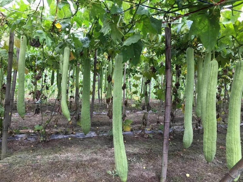 Luffa Gurkenscheiben