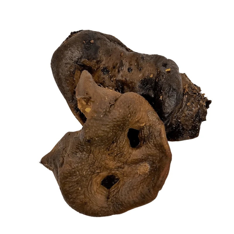 Extra Large Pigs snout