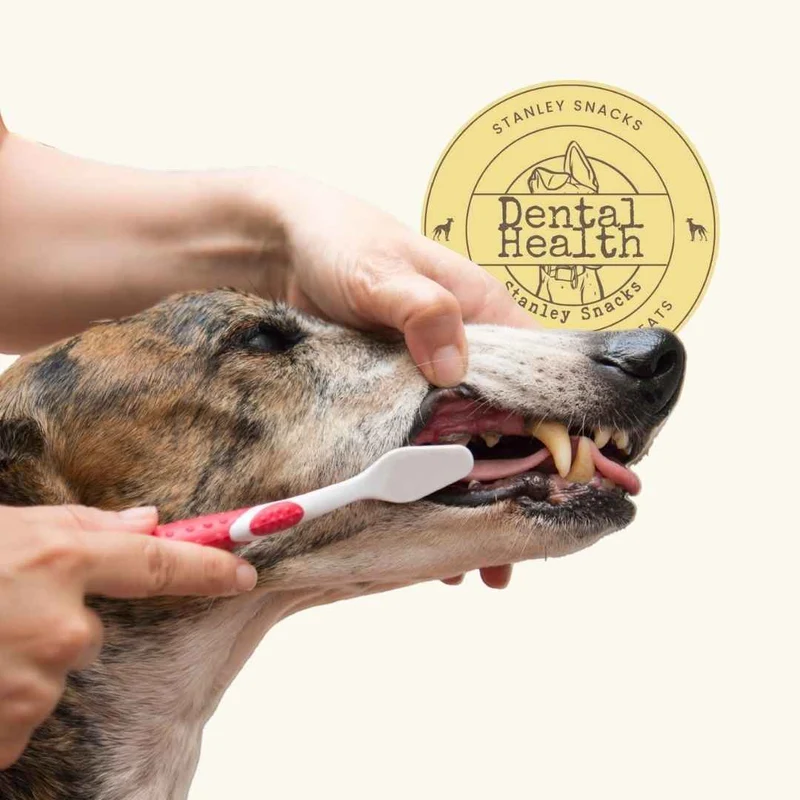 Dental Health Box