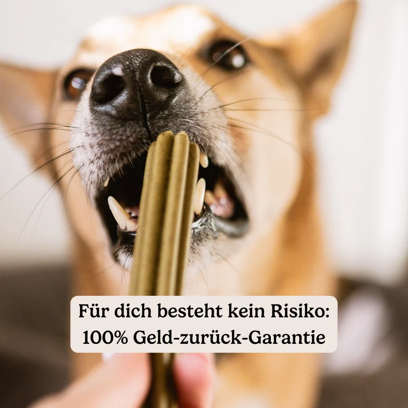 Dental Sticks Zahnfee