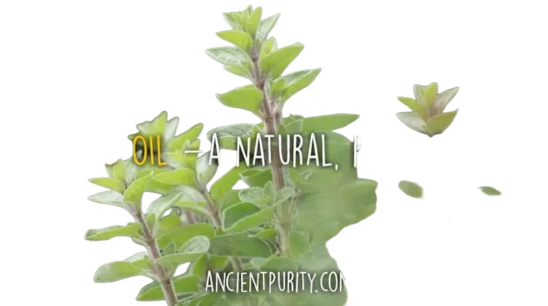 Oregano ätherisches Öl 30 ml