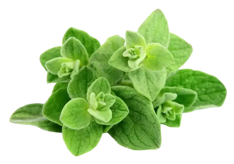 Oregano ätherisches Öl 30 ml