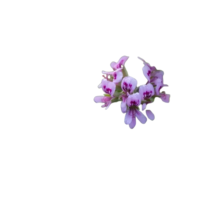 Damascena Rosengeranium BIO Ätherisches Öl 5 ml – Naturreines Rosengeranienöl für Harmonie, Wohlbefinden und natürliche Schönheit