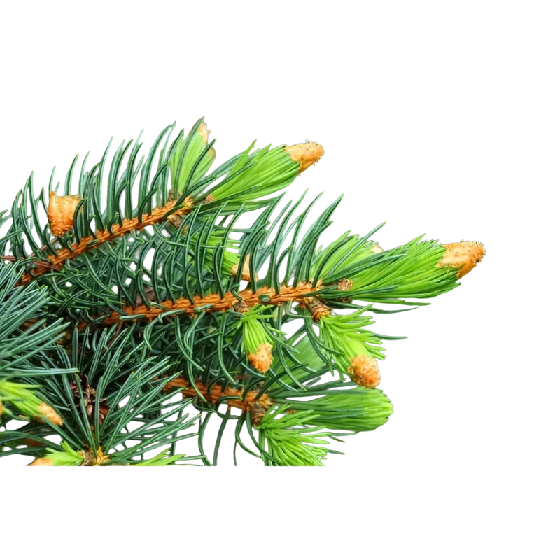 Damascena Weisstanne Schweiz BIO – ätherisches Öl, 5 ml
