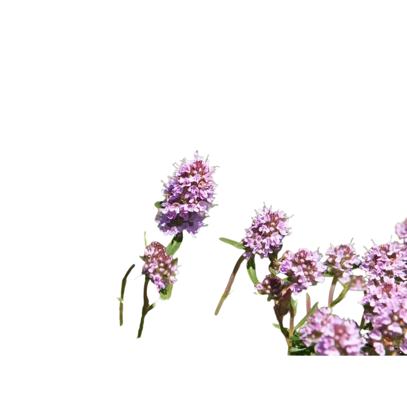 Damascena Thymian ct. Linalool BIO – ätherisches Öl, 5 ml