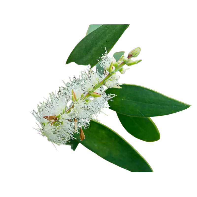 Damascena Cajeput BIO Ätherisches Öl 10 ml – Naturreines Cajeputöl für Aromatherapie, Frische und Wohlbefinden