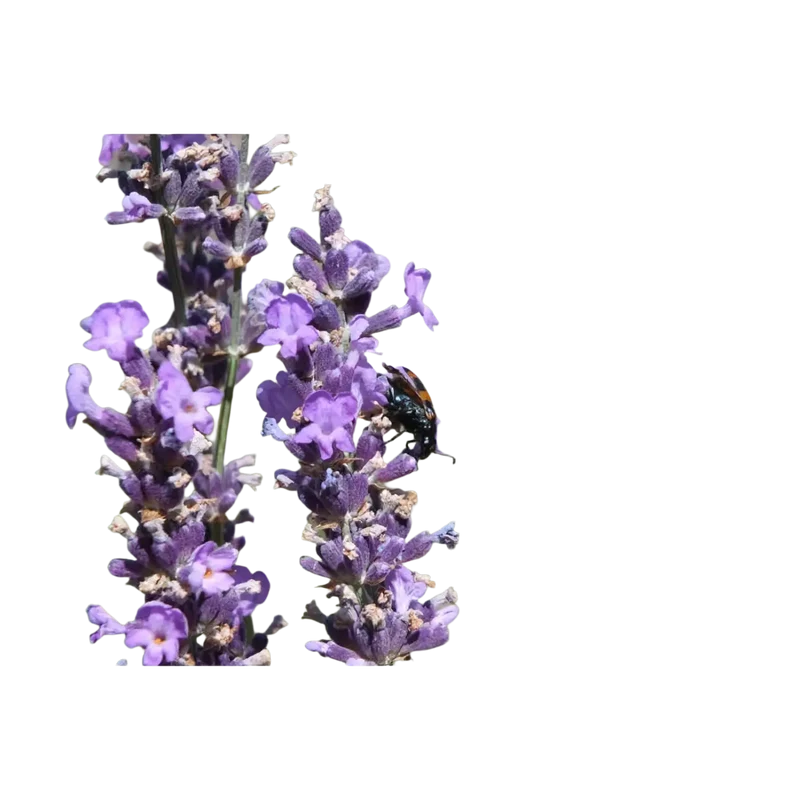 Lavendel fein bulgarisch BIO 10ml