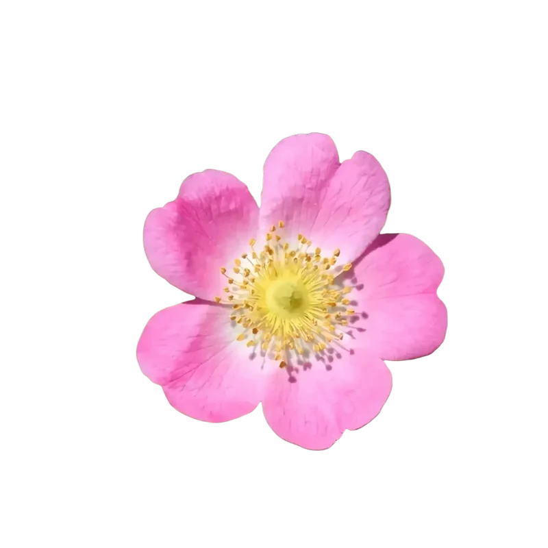 La Rose Musquée von Comptoir des Huiles – Bio-Hagebuttenöl für strahlende, gepflegte Haut